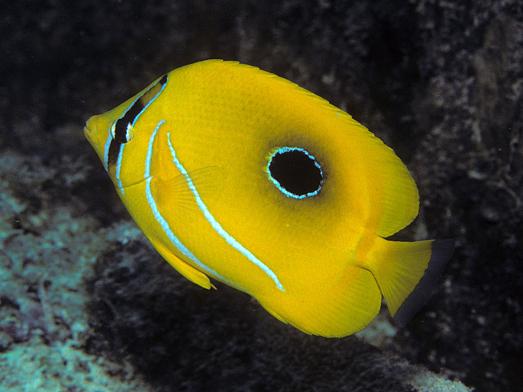 Chaetodon bennetti (Pesce farfalla eclisse)